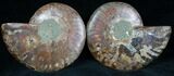 Cut and Polished Ammonite Pair #7324-1